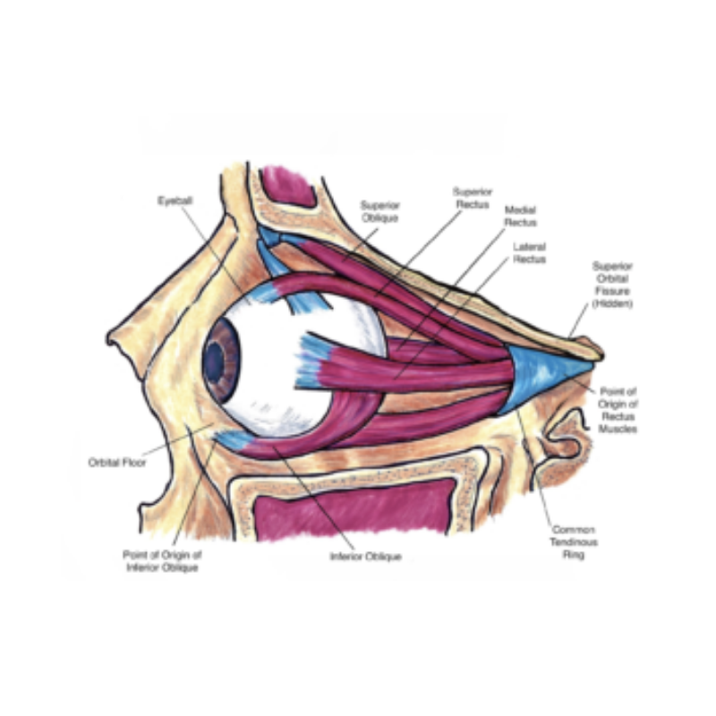Extraocular Muscles
