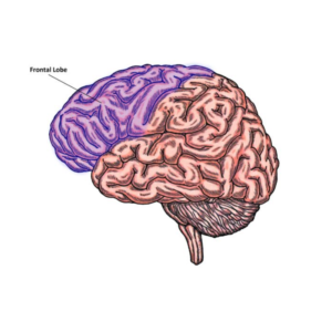 Lesson 6: Take a Front Seat at the Frontal Lobe-Frontal Lobe