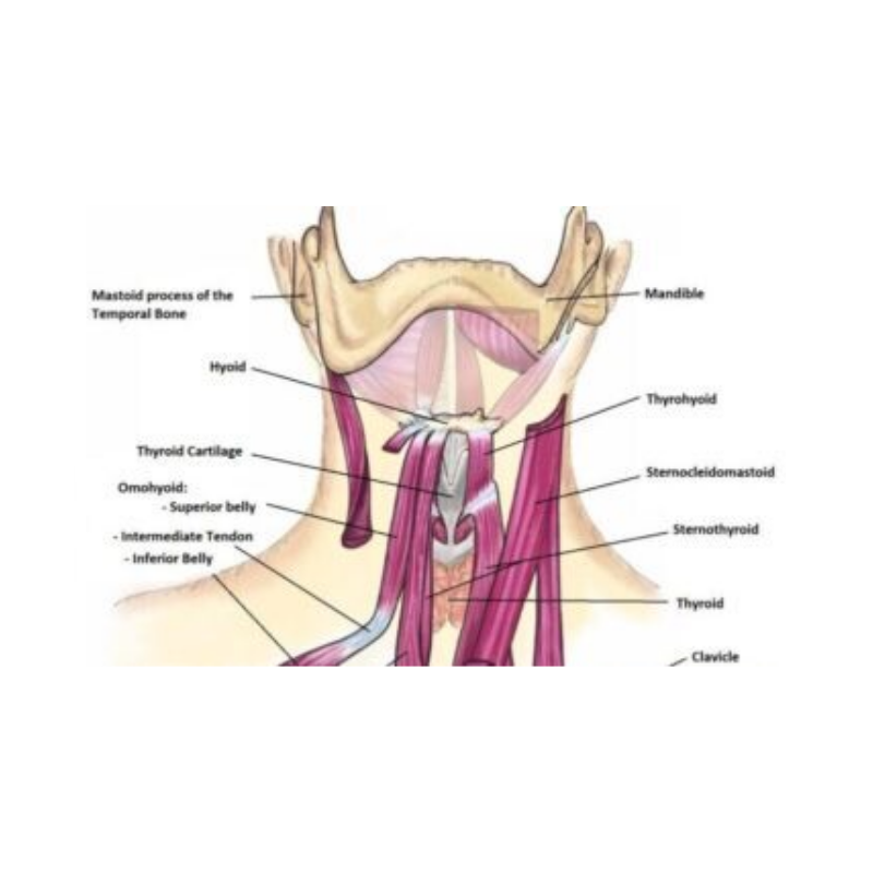Infrahyoid LD Thumbnail