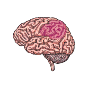 Lesson 7: Marching with the Parietal Parade- Parietal Lobe
