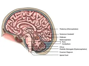 Lesson 27: Brainstem