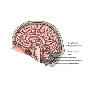 Lesson 24: Brain (General) Cerebellum