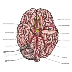 Lesson 10: Carrot and Verte Present: The Circle of Willis! Cranial Arteries