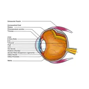 Lesson 22: Eyes Part 1
