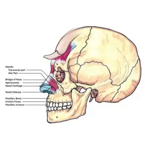 Lesson 16: Facial Expression &ndash; Nasal Muscles