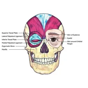 Lesson 12: Eyes Wide Open- Facial Expression: Ocular Muscles