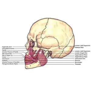 Lesson 13: Put Your Mummy Where Your Mouth Is-Facial Expressions: Oral Muscles