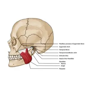 Lesson 14: The Adventures of Milo and the Masticated Mummy!-Muscles of Mastication