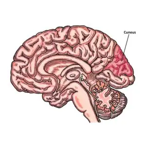 Lesson 9: Around and Around the Ox-Some Carousel-Occipital Lobe