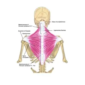 Lesson 15: Don&rsquo;t Be Nervous, Let&rsquo;s Go See the Pyramids-Other Cranial Nerves