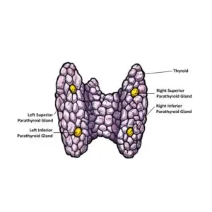 Lesson 5: A Pair of Rice Piles- Parathyroid