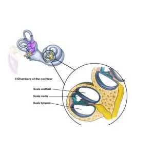 Lesson 18 An Oracle&rsquo;s Tale Part 2 &ndash; The Entrance- Sensory Organ:Ear (Cochlear)