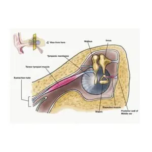 Lesson 17 An Oracle&rsquo;s Tale Part 1: The Entrance- Sensory Organ:Ear (Outer and Middle)
