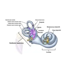 Lesson 19 An Oracle&rsquo;s Tale Part 3 &ndash; The Entrance- Sensory Organ:Ear (Vestibular)