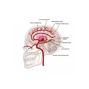 Lesson 11: Welcome to the Annual Basil Gala- Subcortex- Basal Ganglia