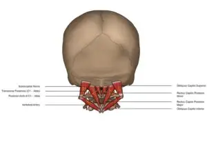 Lesson 25: Suboccipital Triangle