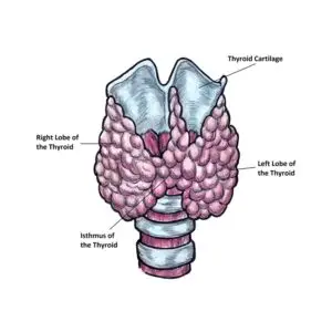 Lesson 4: A secret Bow-Tie-Thyroid