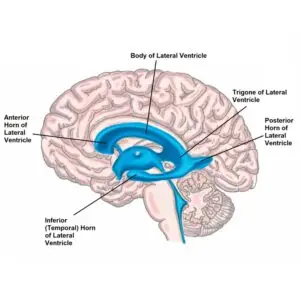 Lesson 20: A Trip Down the Cranial Carnival&rsquo;s Lazy River Part 1-Ventricular System Part 1