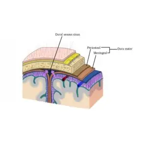 Lesson 21: A Trip Down the Cranial Carnival&rsquo;s Lazy River Part 2-Ventricular System Part 2