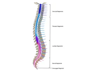 Lesson 26: Vertebral Canal