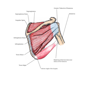 Lesson 10: Shoulder Valley Wine Cavern Tour Part 1