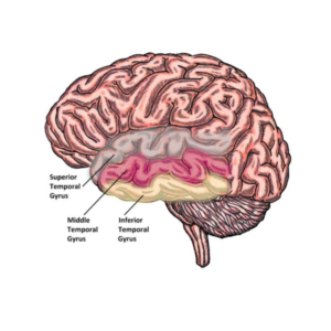 Lesson 8: A Temporal Temple Funhouse Tour- Temporal Lobe